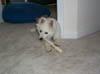kodie005