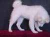 leo12
