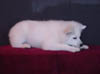 leo14