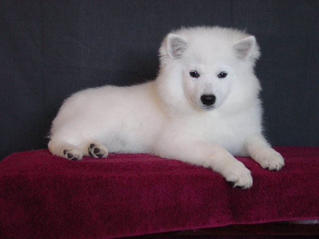 scarlett08