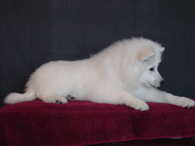 scarlett14