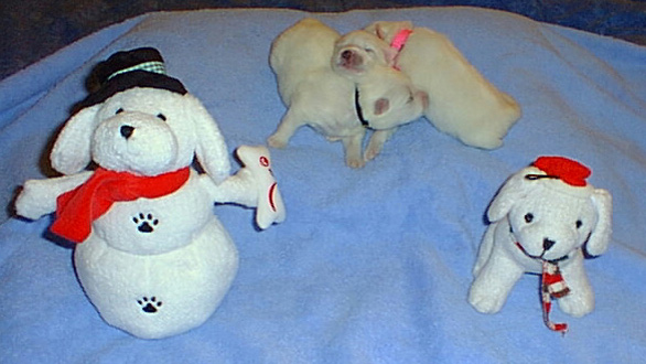 PIC00076a
