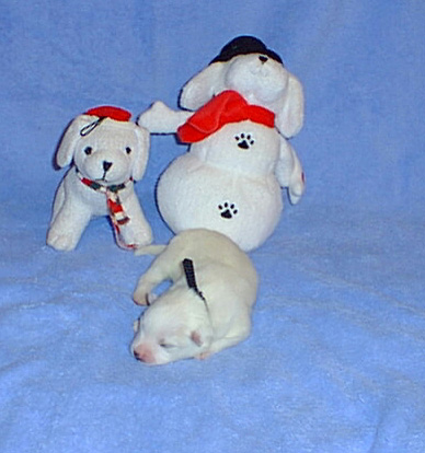 PIC00087a