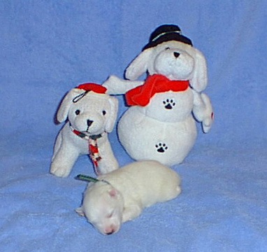 PIC00091a