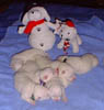 PIC00079a