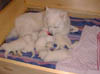 PIC00129