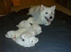 PIC00134