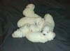 PIC00144