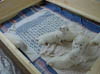 PIC00168