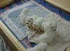 PIC00172