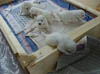 PIC00174