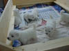 PIC00177