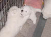 DSC00009
