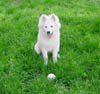 Winston1