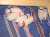PIC00039