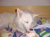 PIC00061