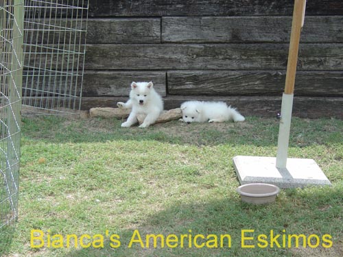 DSC03981