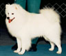 AKC CH/UKC GR CH Nordic Star's Snow Drifter, TT 