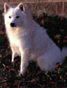 CH Jaybar's Izabella Fluffolini (Izzy) 